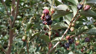 Endemic Theaceae fruits which taste like sweet tea  Mocan Visnea mocanera [upl. by Annahsit551]