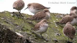 Urdaibai Bird Center  Calidris alpina [upl. by Scrivens862]