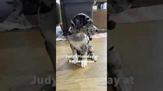 Catahoula Leopard Dog Adoption catahoulaleopard catahoulapuppy puppy humanesociety dogshorts [upl. by Notaes272]