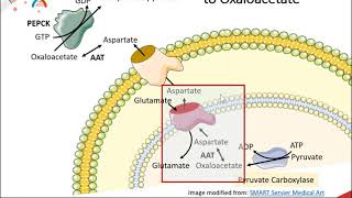 Gluconeogenesis part 2 of 3 Malate  Aspartate Shuttle System [upl. by Hesper567]