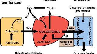 Relatos de ciencia Sintesis de colesterol y lipoproteinas [upl. by Eniamirt827]