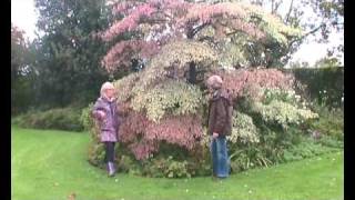 Cornus controversa Variegata Wedding Cake Tree introduction [upl. by Horgan]