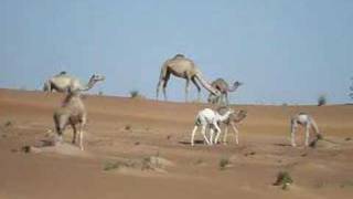 Wild dromedaries in the desert [upl. by Reh]