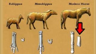 Ep 10  Dont We Have Clear Evolutionary Transitions for Proving Horse Evolution [upl. by Piselli]