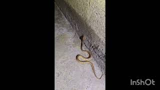 ANDAMAN PITU VIPER VENOM HEMOTOXIC ENDEMIC TO ANDAMAN RESCUED FROM THE HOUSE OF SHRI SUBRATA BASU [upl. by Finny]