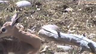 DENVER ZOO CELEBRATES FIRST EVER GERENUK BIRTH [upl. by Wehtam]