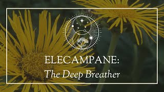 Elecampane The Deep Breather [upl. by Noizneb]