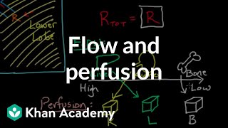 Flow and perfusion  Circulatory system physiology  NCLEXRN  Khan Academy [upl. by Aruat248]