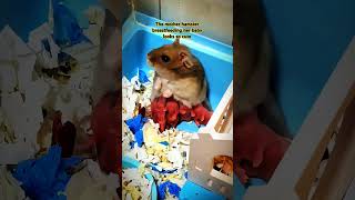 The mother hamster breastfeeding her baby looks so cute hamsters [upl. by Almena]