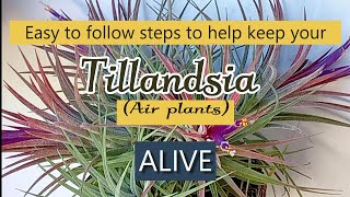 How to care for your Tillandsias Air plants to keep them alive and thriving [upl. by Fisher]