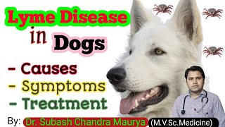 Lyme Disease in Dogs Causes Symptoms and Treatment of Lyme disease in DogsDoctor Pets [upl. by Ahsiliw546]