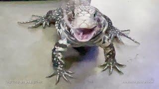 Tegu lizard ă€WARNING LIVE FEEDINGă€‘ [upl. by Airamak]