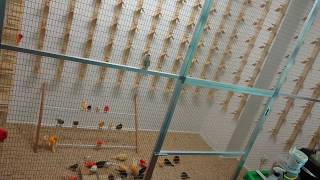 Canary breeding quick bird room update [upl. by Ayrb976]