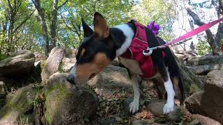 Basenji’s In North Carolina  Highlights from our trip to Black Mountain [upl. by Aical]