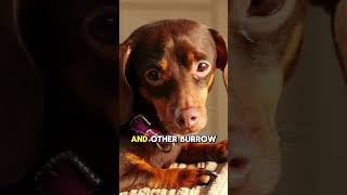 Dachshund quot5 Fun Facts About Dachshundsquot [upl. by Noneek]