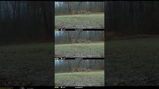 A doe fawn was likely receptive and multiple bucks were close by [upl. by Alahsal]