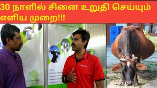 Pregnancy confirmationசினை உறுதி செய்யும் முறை [upl. by Ahsiea72]