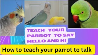 Teach Your Parrot Greetings Hello and Hi  How to Teach Your Parrot to Talk  Quaker Parrot Sounds 🦜 [upl. by Ettezyl]