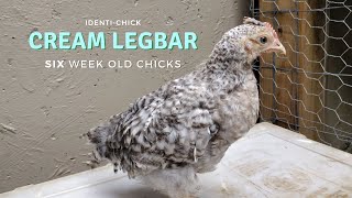 Crested Cream Legbar 6WeekOld Chicks [upl. by Wills162]