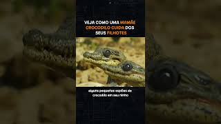 Crocodilo parte 1 curiosidades curiosidadeanimal curiosidadesanimais [upl. by Ylime948]