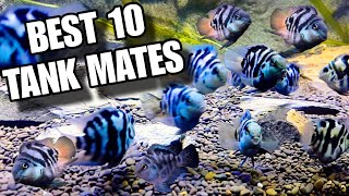 Best 10 Tank Mates For Polar Blue Parrot Cichlid [upl. by Sulecram]