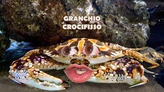 Favollo vs Granchio blu vs Granchio crocifisso 🦀✝️ [upl. by Grane739]