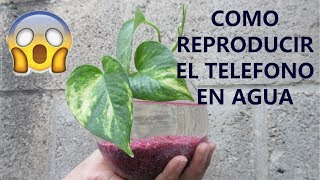 Como Poner un TELEFONO en Agua  Planta Acuatica 45 [upl. by Oicneconi]