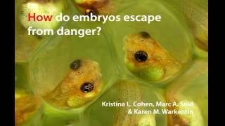 How unborn treefrog embryos escape danger in an instant [upl. by Newby]