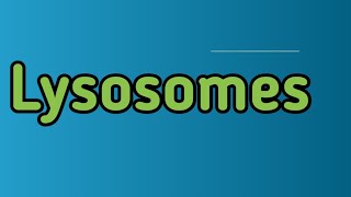 what is lysosomeswhich are enzymes in lysosomes [upl. by Ossy]