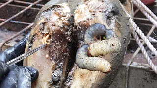 Cut Trim and Cleaning Screw with Wood WAS STUCK IN cows hoof [upl. by Lindsy153]