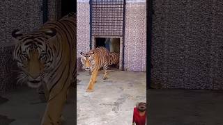 roar tiger tigeronroad funny comedy lion animals wildlife zoolionking elephantshortvideo [upl. by Vassell876]