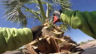 California Fan Palm Tree In Arizona [upl. by Llekcir]