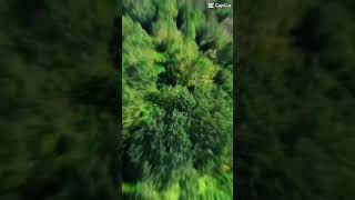 Drone Édition Forestière france forest music photography [upl. by Aelsel]