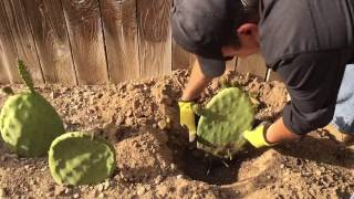 One month update of planting opuntia cactus pads aka nopal or prickly pear cactus [upl. by Rehsa]