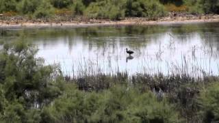 Black Heron Egretta ardesiaca GREECE 11 june 2012 [upl. by Oriana]