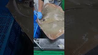 cut 30kg sting ray fypシ゚viral cuttingskils stingrays [upl. by Geno101]