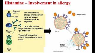 4 Histamine amp Bradykinin [upl. by Vaas]