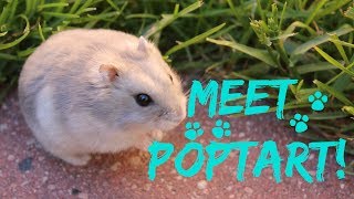 MEET POPTART past hamster [upl. by Eilojne76]