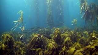 Tasmanias Disappearing Kelp Forests [upl. by Ellevel]