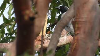 Blackfaced Cuckooshrike Hervey Bay Qld [upl. by Aener]