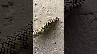 The Best Pet Snake Florida King Snake [upl. by Ytirev270]