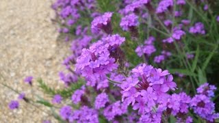 Why you should grow Verbena rigida [upl. by Tzong917]