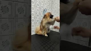 Preparación de manto Pomerania 🐶❤️✨ peluqueriacanina [upl. by Arehc720]