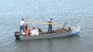 Oysters in Apalachicola [upl. by Aetnahc]