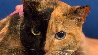 Chimera Cats and Your Mom [upl. by Yemane259]