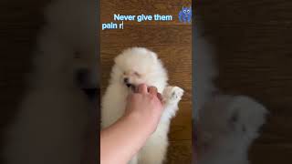 Teething Tips with Sprinkle Helping Your Pomeranian Puppy Through Teething 🦷🐾 [upl. by Ariak]