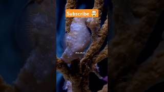 Sea Horse 🤩 shorts factsinhindi facts factshorts seahorse seahorses sea birth [upl. by Reema473]