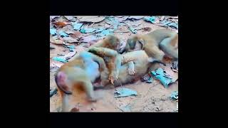 2 baby monkeys get attacked [upl. by Celle]