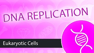 DNA Replication Eukaryotes [upl. by Alakcim]