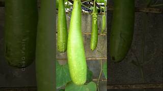 How to Grow Gourd Plant at Home Using Simple Technique plants shorts farming [upl. by Ragas347]